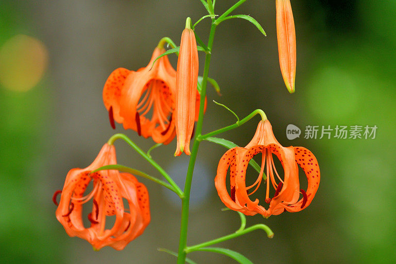 百合/虎百合花